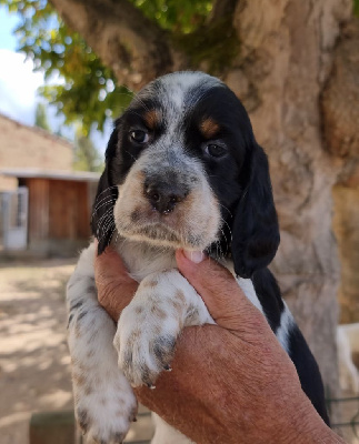 CHIOT