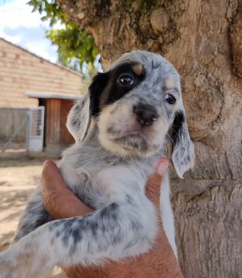 CHIOT
