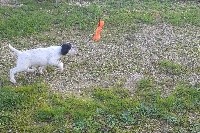 CHIOT
